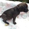 Gorgeous Black Cane Corso Female