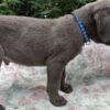 Cane Corso Pick of Litter Male