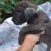 Black Brindle Cane Corso Baby Boy