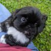 SHIH TZU/PEKINGESE
