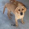 AKC Registered Fox Red Labrador Puppy