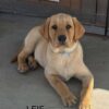 AKC Registered Fox Red Labrador Puppy