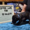 Cane corso male