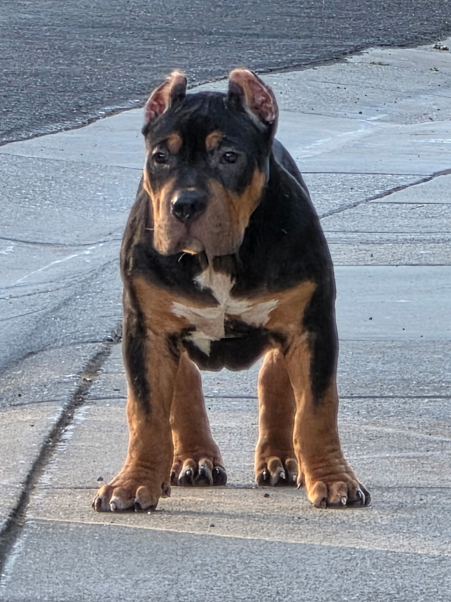 ABKC Xl Bully – PuppyList