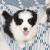AKC Border Collie Pups