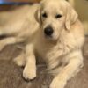 Golden Retriever puppies Champion and Therapy Bloodlines