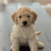 Golden Labradoodle