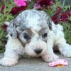 Miniature Poodle Puppies – Raised with Love