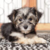 Jelly Male Morkie- Naples FL