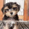 Ollie Male Morkie- Naples FL