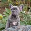 Orion the French Bulldog Puppy