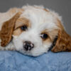 Patch: Elite Blenheim F1 Cavapoo Puppy – $3,990