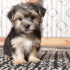 Peanut Male Morkie – Naples FL