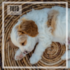 Toto: Elite Blenheim F1 Cavapoo Puppy – $3,990