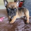 Adorable French Bulldog Puppies For Adoption.