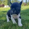 Adorable  French Bulldog puppies for adoption.