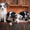 Awesome Border Collie Puppies For Adoption.