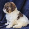 Toy poodle puppies