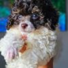 Toy Poodle Puppies