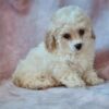 Toy Poodle Puppies