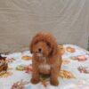 Gorgeous male Cavapoo
