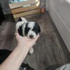 Mini aussiedoodle/ mini sheepadoodle