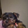 Little yorkie male