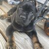 Gorgeous ICCF Cane Corso