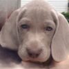 “Butch” – AKC Registered Pedigree Weimaraner Puppy