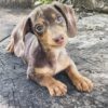 Chandler- AKC Miniature Dachshund