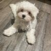 TINY Maltese baby
