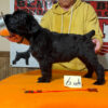 Beautiful Black Russian Terriors “L” litter AKC Registered