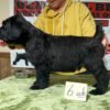 Beautiful Black Russian Terriors “L” litter AKC Registered