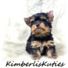 Yorkshire Terrier, Sloane