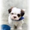 Shorkie male, Harley