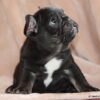 AKC French Bulldog Female, Luna