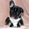 AKC French Bulldog Male, Biggs