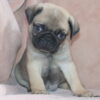 Happy and Healthy AKC Pug Male, Dobby