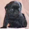 AKC Pug Male, Doug