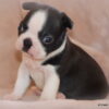 AKC Boston Terrier Male, Duke