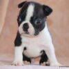 AKC Boston Terrier Male, Ceasar