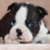 AKC Boston Terrier Female, Mae Mae