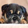 AKC English Bulldog Male, Willy