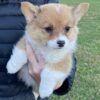 Pembroke Welch Corgi