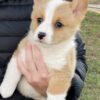 Pembroke Welch Corgi