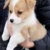 Pembroke Welch Corgi
