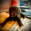 AKC Standard Poodle