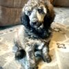AKC Standard Poodle