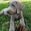 “Patricia” – AKC Registered Pedigree Weimaraner Puppy