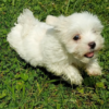Maltese Holiday Puppies Available
